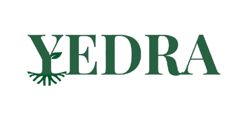 Yedra